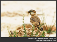 Montifringilla blanfordi Blanford's Snowfinch 棕背雪雀 116-005