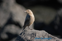 바다직박구리(Blue Rock Thrush)