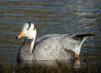 Bar-headed Goose at Catfirth - Paul Sclater