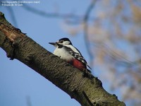 Stor flagspætte (Dendrocopos major) Foto/billede af