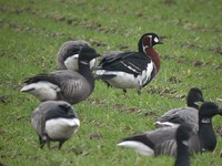 Red-Breasted Goose