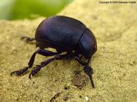 Timarcha goettingensis