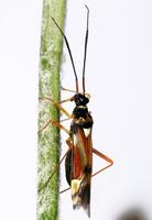 Cyllecoris histrionius