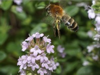 Andrena barbilabris