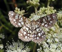 Chiasmia clathrata - Latticed Heath