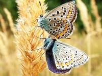 Polyommatus icarus - Common Blue