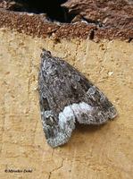 Protodeltote pygarga - Marbled White Spot