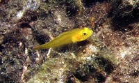 Gobius auratus, Golden goby: aquarium