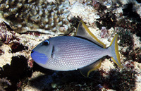 Xanthichthys auromarginatus, Gilded triggerfish: fisheries, aquarium
