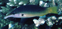 Gomphosus caeruleus, Green birdmouth wrasse: fisheries, aquarium