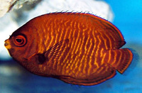 Centropyge aurantia, Golden angelfish: aquarium