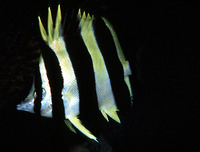Amphichaetodon howensis, Lord Howe Island butterflyfish: aquarium