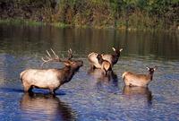 Image of: Cervus elaphus (elk)