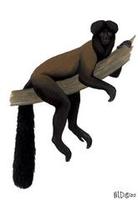 Image of: Chiropotes satanas (brown-bearded saki)