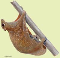 Image of: Galeopterus variegates (Sunda flying lemur)