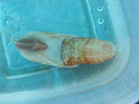 Solecurtus strigilatus