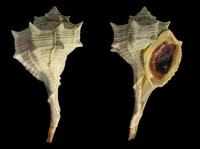 Bolinus brandaris