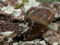 Vitrina pellucida - western glass-snail