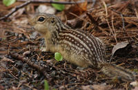 Image of: Spermophilus tridecemlineatus (thirteen-lined ground squirrel)