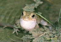 Bufo viridis - European Green Toad