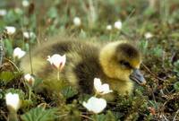 Anser albifrons - Greater White-fronted Goose