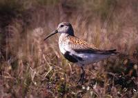 Calidris alpina - Dunlin