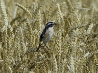 Saxicola rubetra - Whinchat