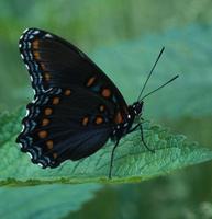 Image of: Limenitis arthemis (white admiral)