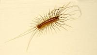 Image of: Scutigera coleoptrata