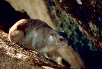 Procavia capensis - Common Rock Hyrax