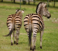 Equus quagga chapmanni - Chapmann's Zebra