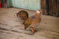 Image of: Francolinus jacksoni (Jackson's francolin)