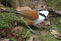 Image of: Garrulax leucolophus (white-crested laughing-thrush)