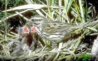 Image of: Melospiza melodia (song sparrow)