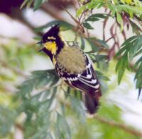 Image of: Parus xanthogenys (black-lored tit)