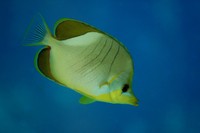 Chaetodon xanthocephalus - Goldheaded Butterflyfish