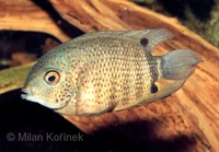 Heros severus - Banded Cichlid