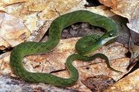 Image of: Liophis typhlus