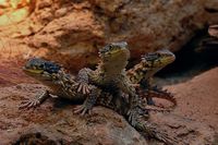 Cordylus giganteus - Giant Girdled Lizard