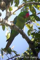 Great-billed Parrot - Tanygnathus megalorynchos