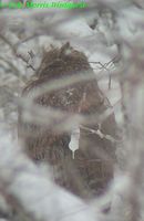 Blakiston's Fish Owl - Ketupa blakistoni