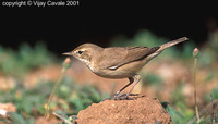 Booted Warbler - Hippolais caligata