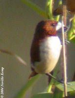 Five-coloured Munia - Lonchura quinticolor