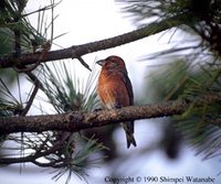 Red Crossbill - Loxia curvirostra