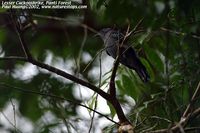 Lesser Cuckooshrike - Coracina fimbriata