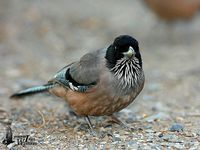 Black-headed Jay - Garrulus lanceolatus