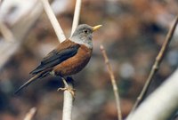 Chestnut Thrush - Turdus rubrocanus