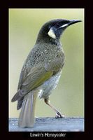 Lewin's Honeyeater