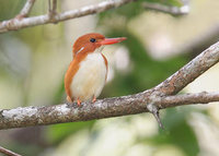 Madagascar Pygmy Kingfisher (Ceyx madagascariensis) photo