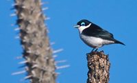 Chabert's Vanga (Leptopterus chabert) photo